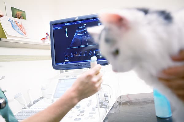 Kot patrzący na ekran komputera.