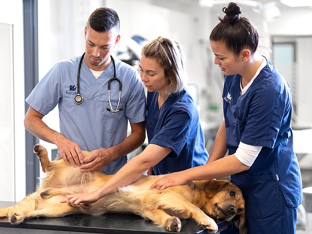 vet
