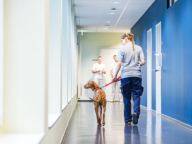 Osoba spacerująca z psem po korytarzu.