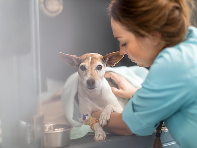 Osoba trzymająca psa.