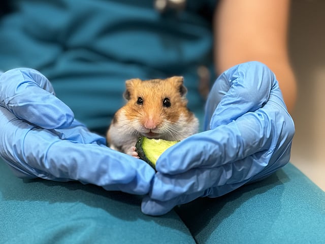 Osoba trzymająca małego gryzonia.