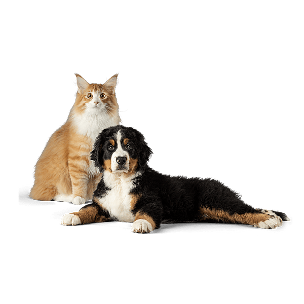 En katt och en hund som tittar på kameran.