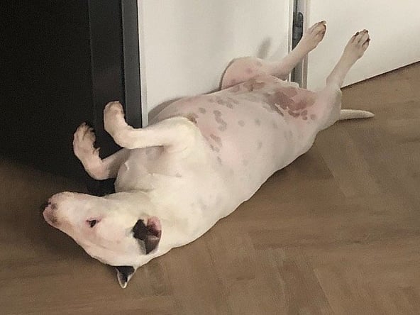 Pies leżący na plecach na podłodze.