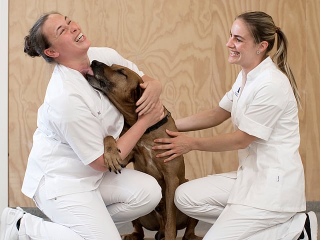 vet
