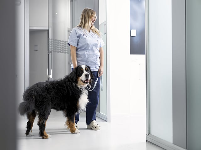 Osoba stojąca obok psa.